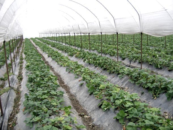 Folie mulcire Agrotextil 2,10×100 m