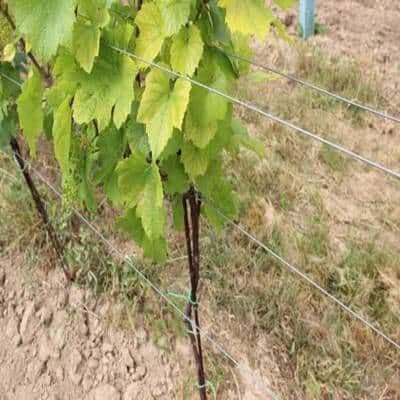 Sarma pentru vita-de-vie Crapal Optimum